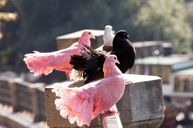 此次未入选阿根廷队身价前10：小蜘蛛领先，马斯坦托诺在列