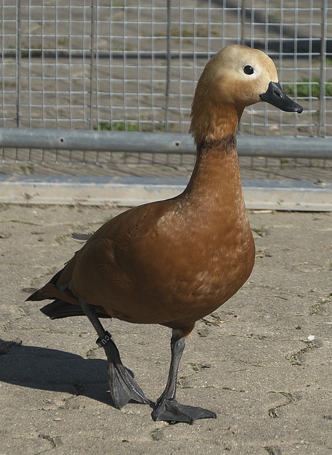 开花
