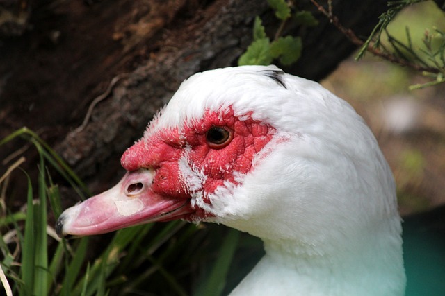 未来展望 未来展望